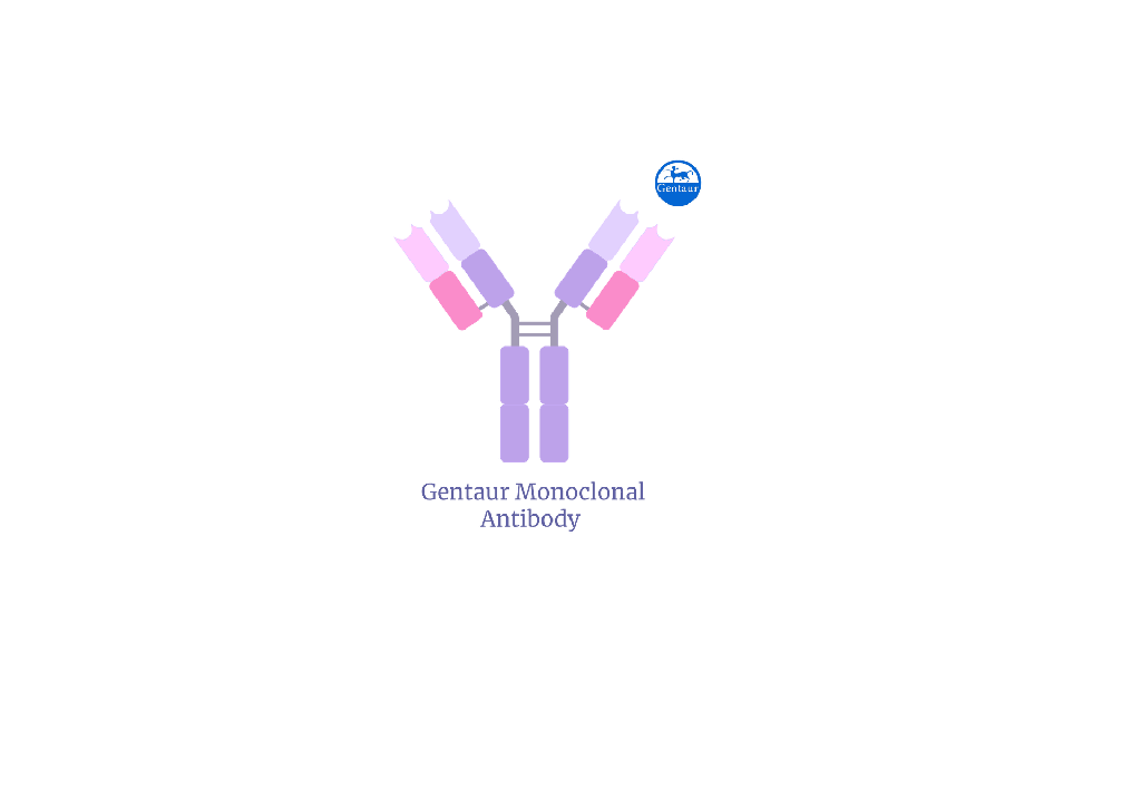 Anti-human T-Cell Surface Glycoprotein CD8. IgG fraction (Monoclonal)